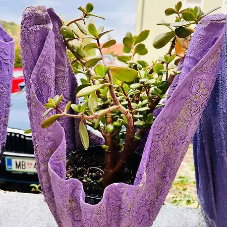Apartmán Mira Pula
